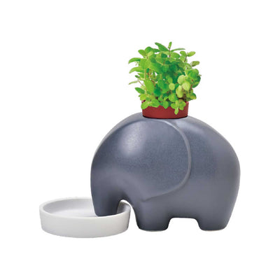 Seishin Ceramic Elephant Potted Plant, Apple Mint