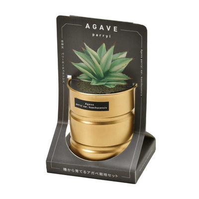 Agave cultivation set, parry var. huachucensis