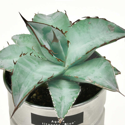 Agave cultivation set, titanota Blue