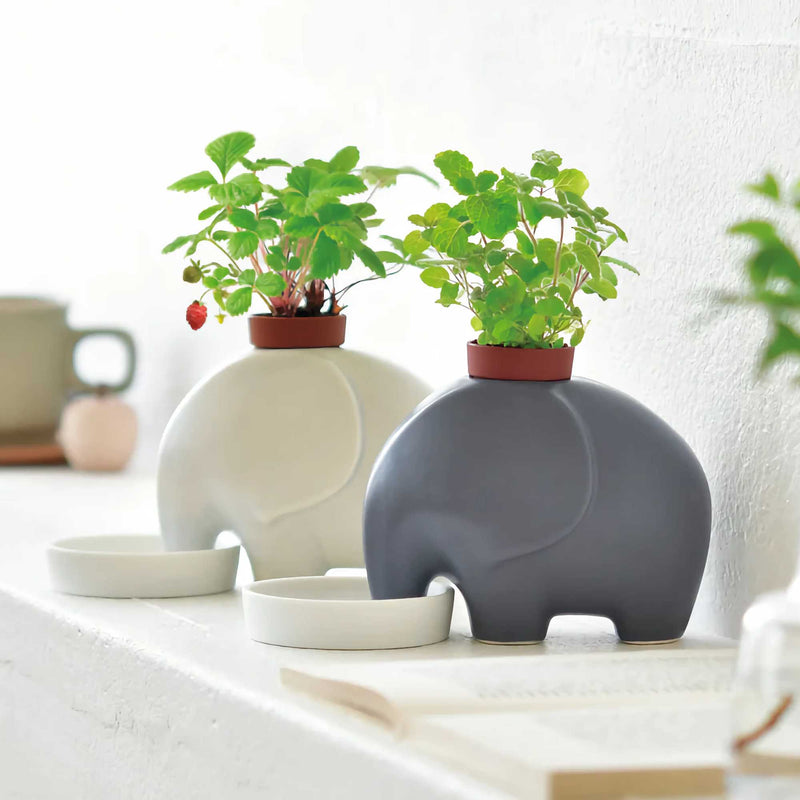 Seishin Ceramic Elephant Potted Plant, Wild Strawberry