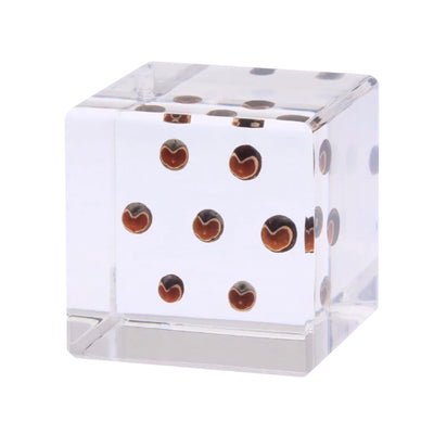 Sola Cube Balloon Plant (4x4x4cm)
