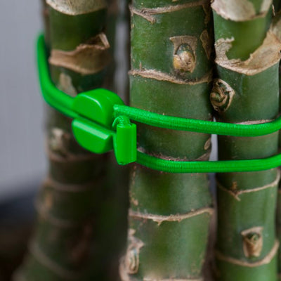 Blue Lounge Pixi Medium 6 Pack