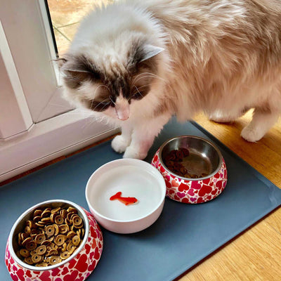 Goldfish Cat Bowl