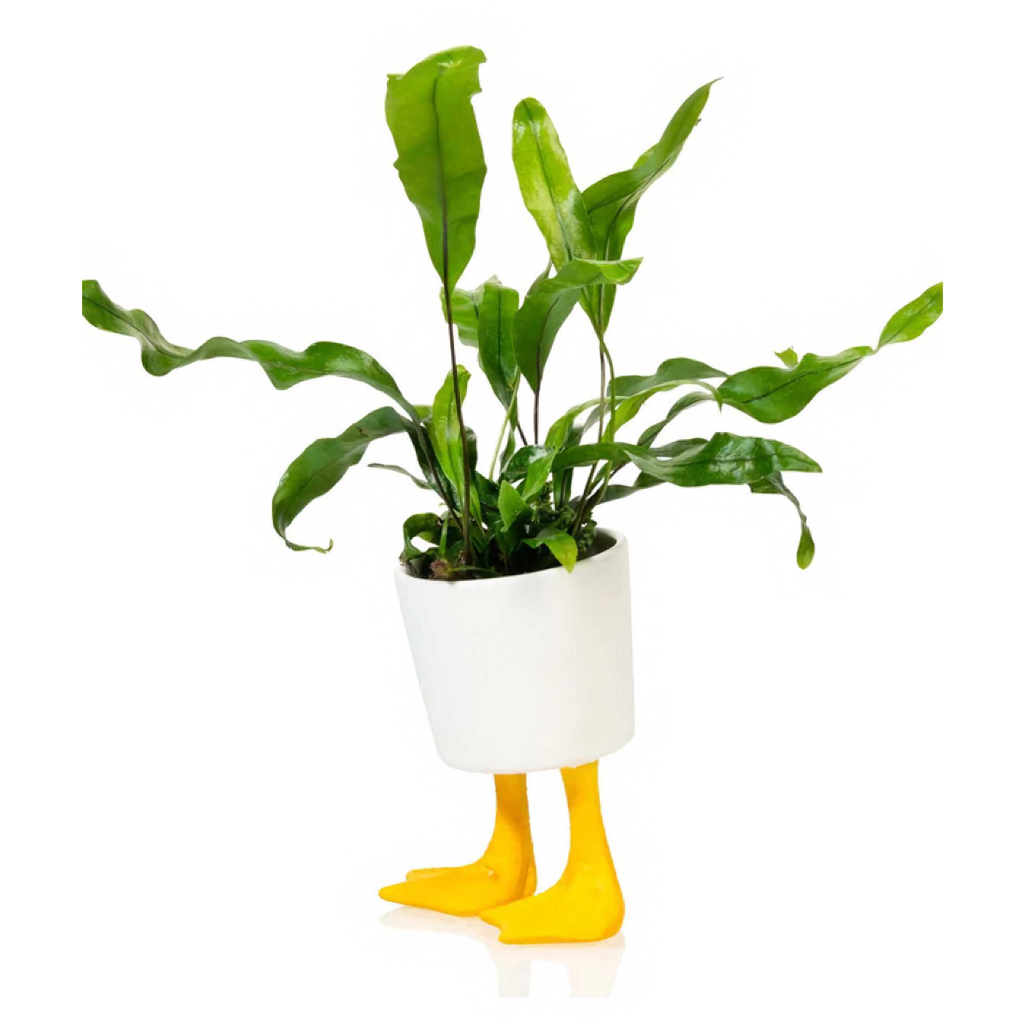 Bitten Design Duck Feet flower pot large