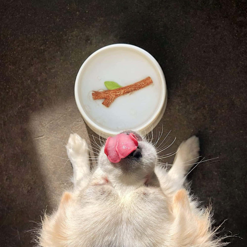 Suck Uk Fetch Stick dog bowl