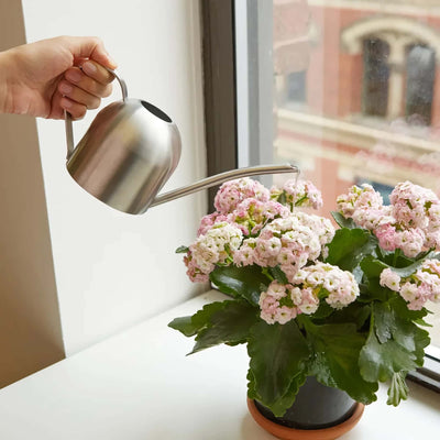 Kikkerland Stainless steel watering can