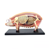 4D Master 4D Vision anatomy model, pig