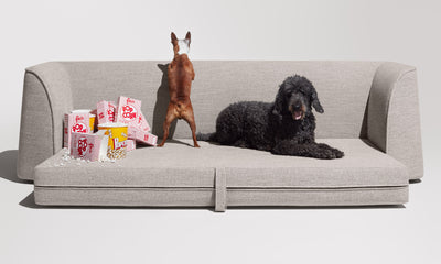 Blu Dot Thataway 102" Sleeper Sofa