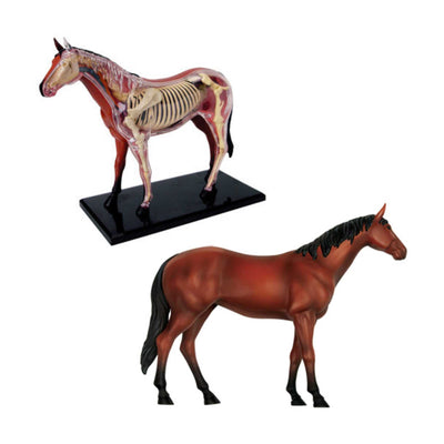 4D Master 4D Vision anatomy model, horse